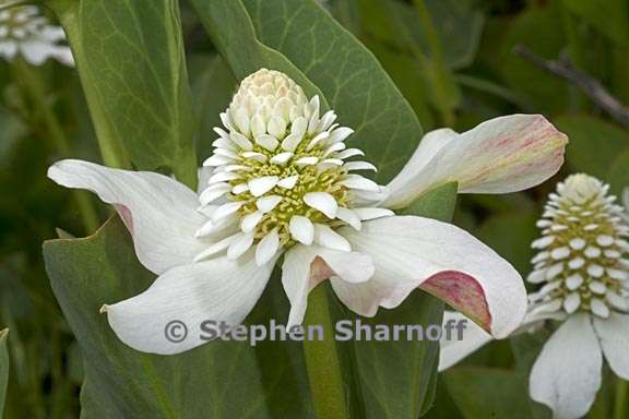 anemopsis californica 5 graphic